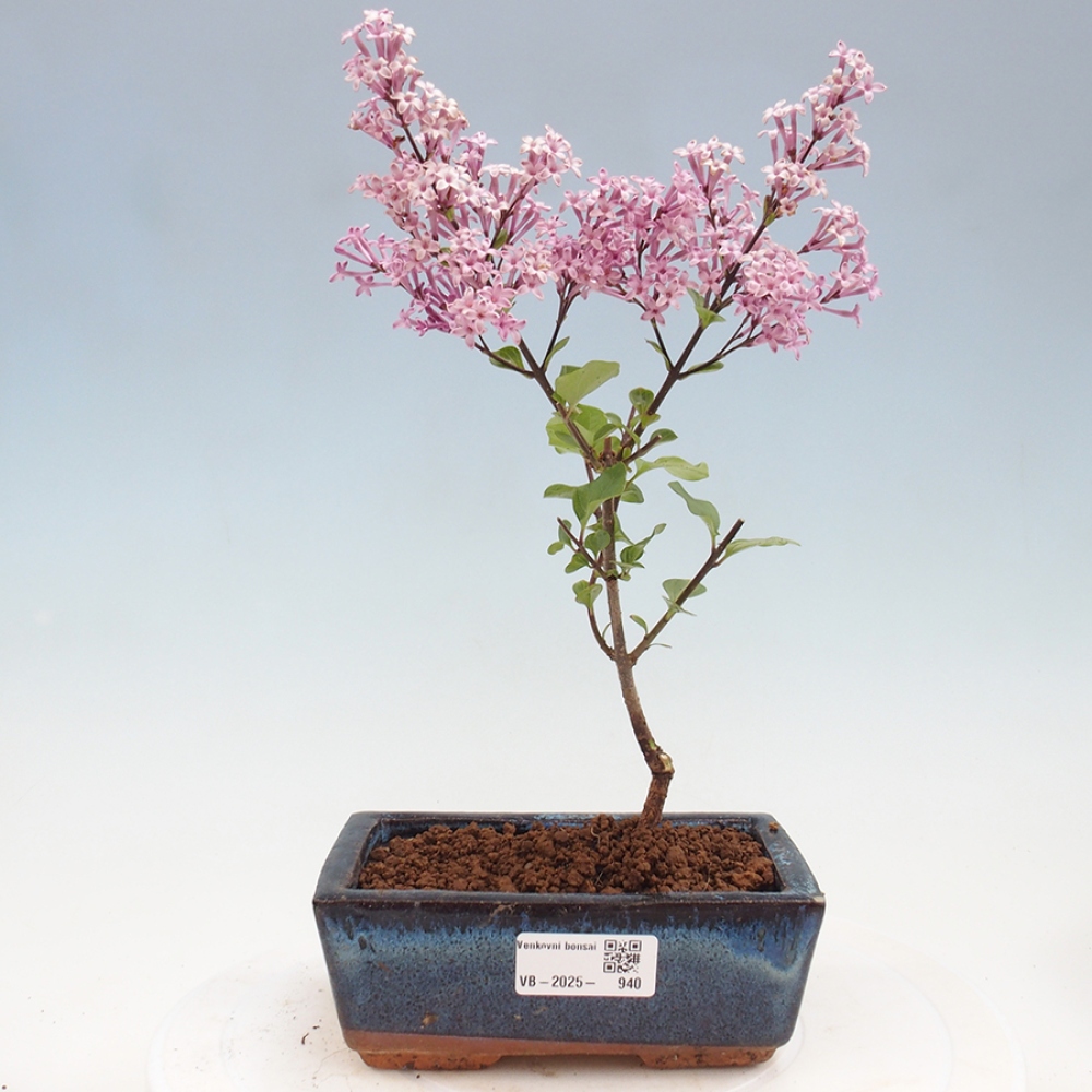 Outdoor bonsai - Syringa Meyeri Palibin - Meyer's Lilac