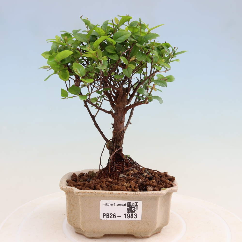 Room bonsai - Sageretia thea - Sageretia thea