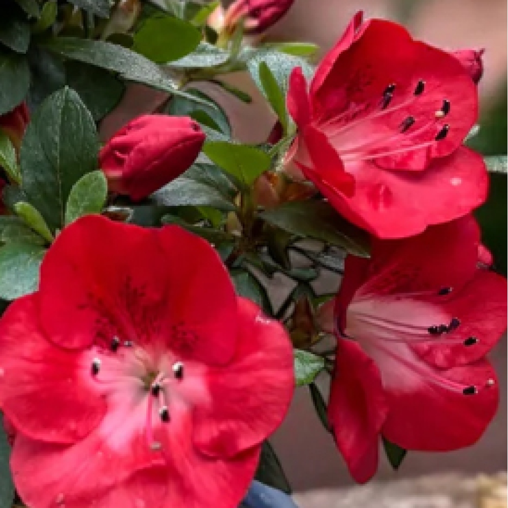 Outdoor bonsai - Japanese Azalea - Azalea Benibeni