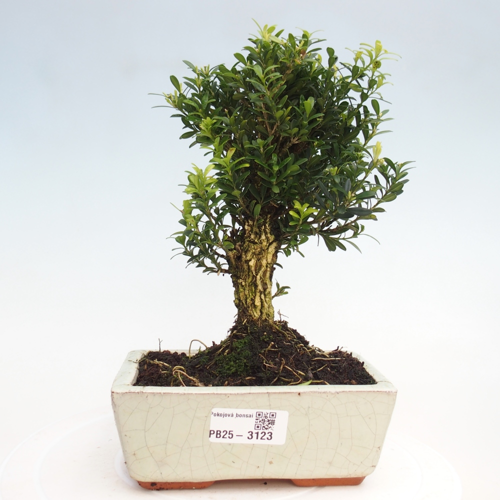 Room Bonsai - Buxus harlandii - Cork boxwood