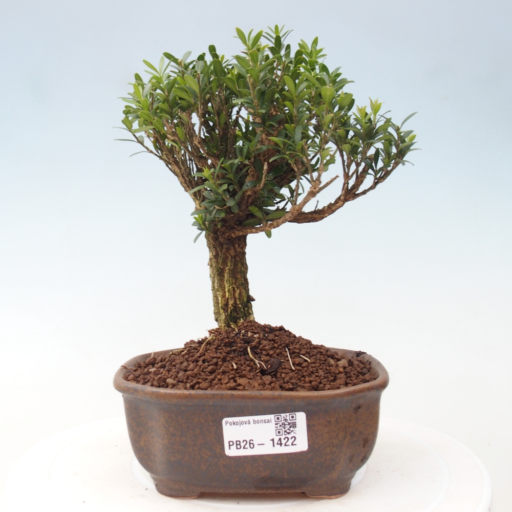 Room bonsai - Buxus harlandii - cork buxus