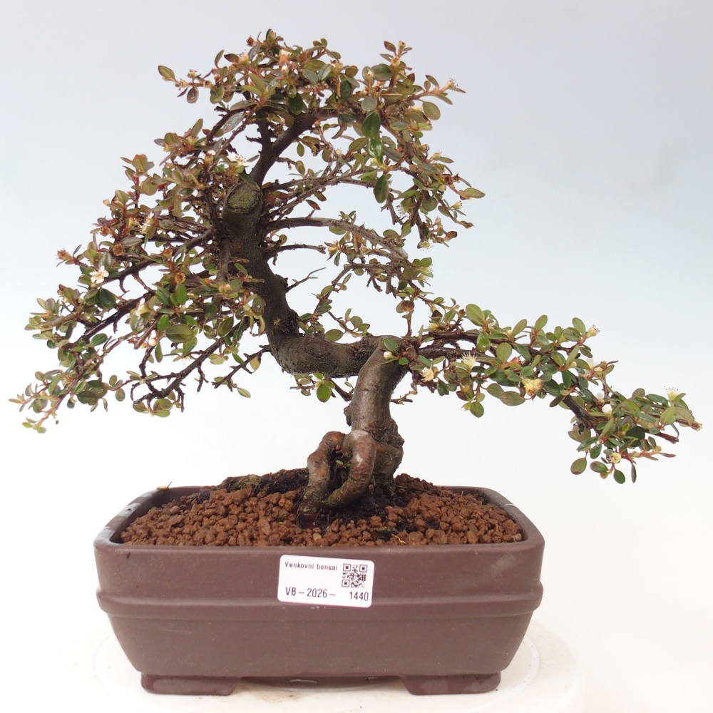Outdoor bonsai-Cotoneaster dammeri - Damer's Rock