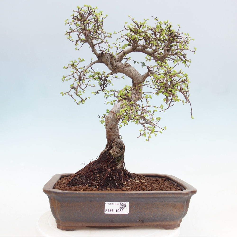 Indoor bonsai - Ulmus parvifolia - Small-leaved elm