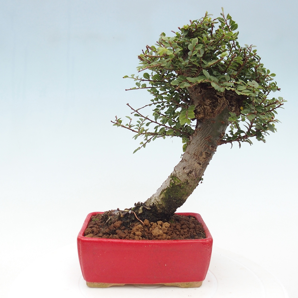 Outdoor bonsai - Ulmus parvifolia Hokkaido - Chinese elm