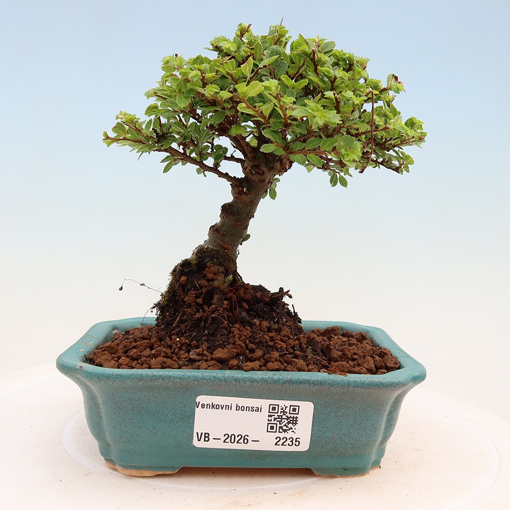 Outdoor Bonsai - Ulmus parvifolia 'Sagei' - Small-leaved Elm