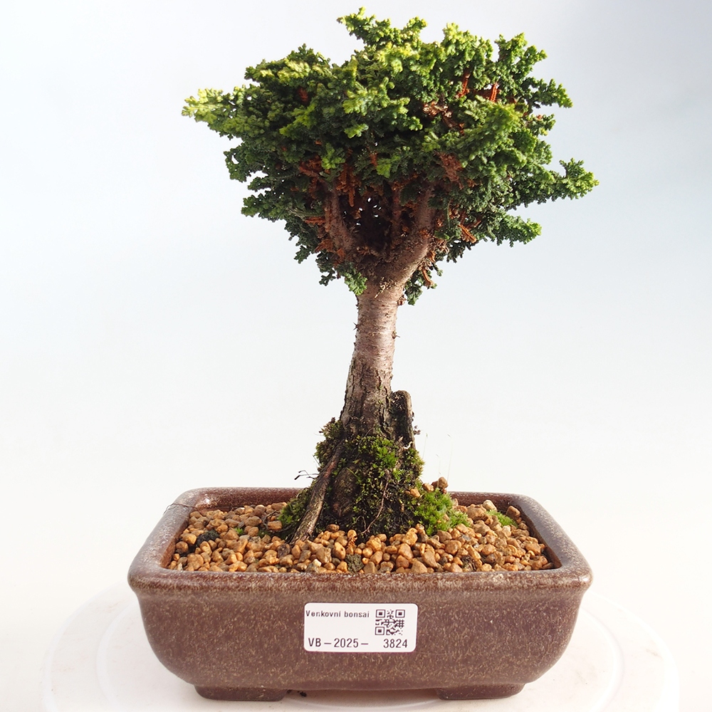 Outdoor bonsai - Cham. obtusa SEKKA HINOKI - Cypress