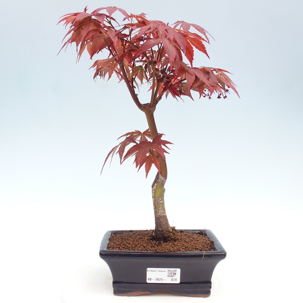 Outdoor bonsai - Acer palm. Atropurpureum-Palmleaf Maple