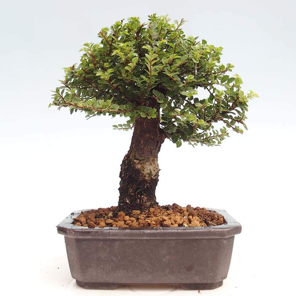 Outdoor bonsai - Ulmus parvifolia Hokkaido - Chinese elm