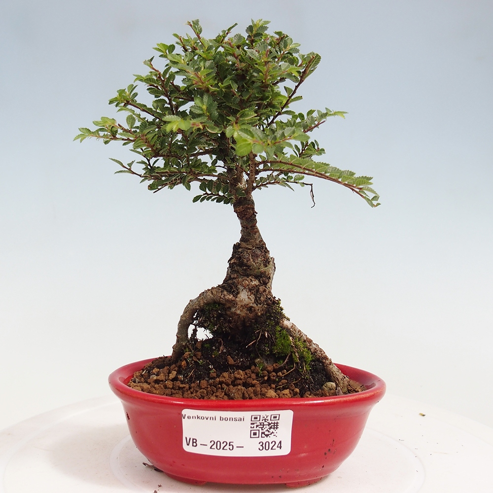 Outdoor bonsai - Ulmus parvifolia Sagei - Small-leaved elm