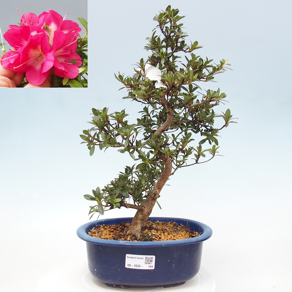 Outdoor bonsai - Japanese Azalea - Azalea Reiko