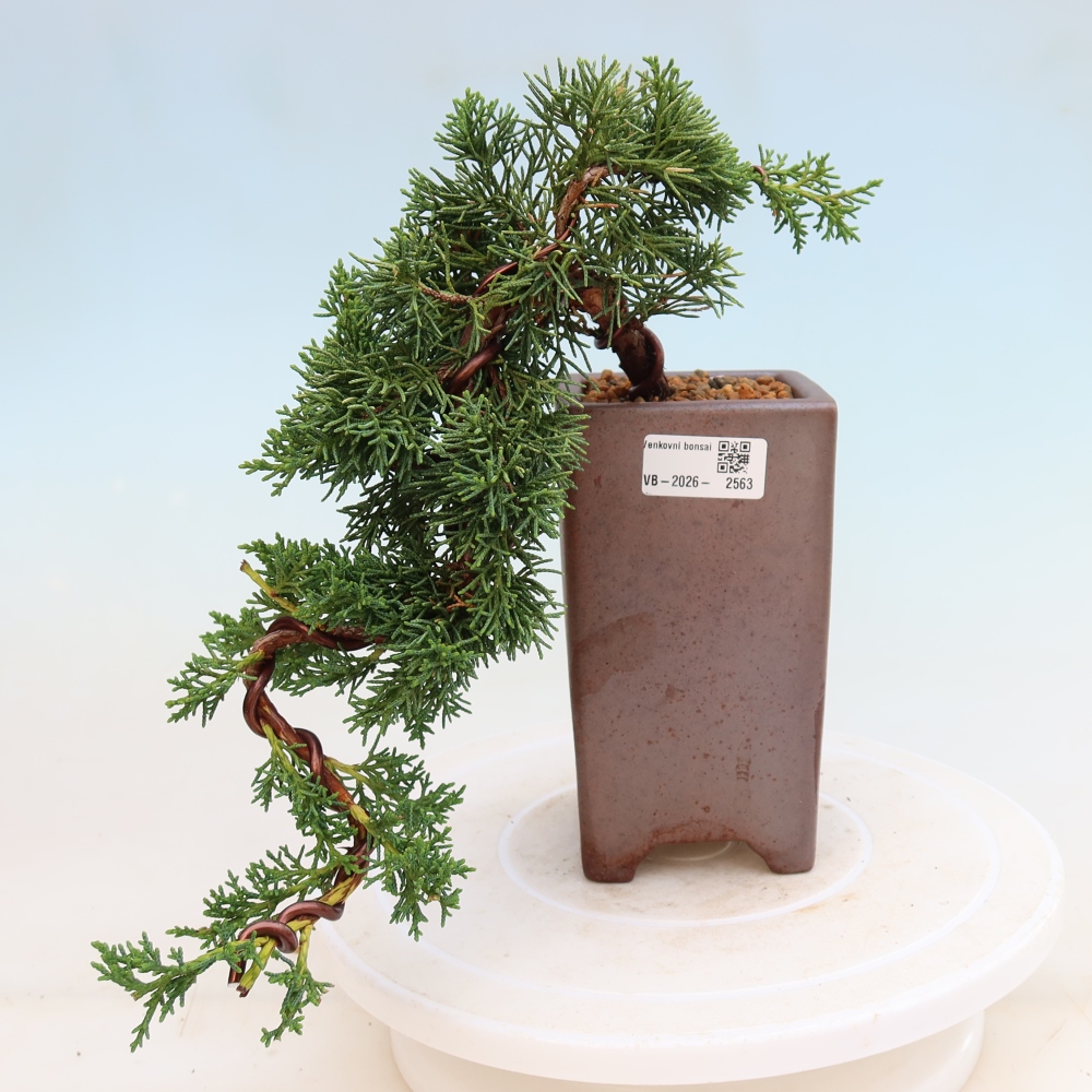 Outdoor bonsai - Juniperus chinensis Kishu