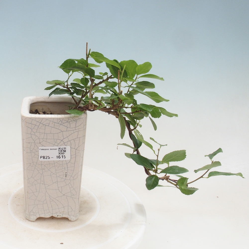 Indoor bonsai - Grewia occidentalis - Lavender star