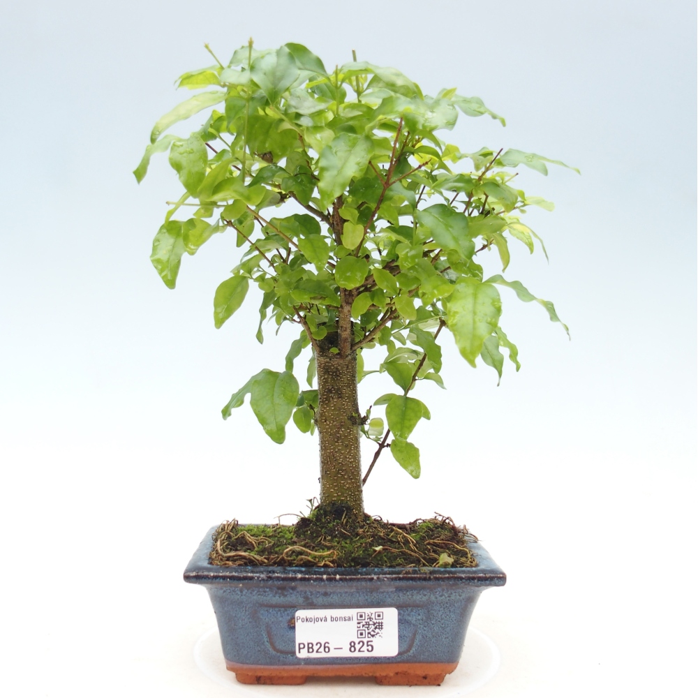Room bonsai -Ligustrum chinensis - Birds Beak