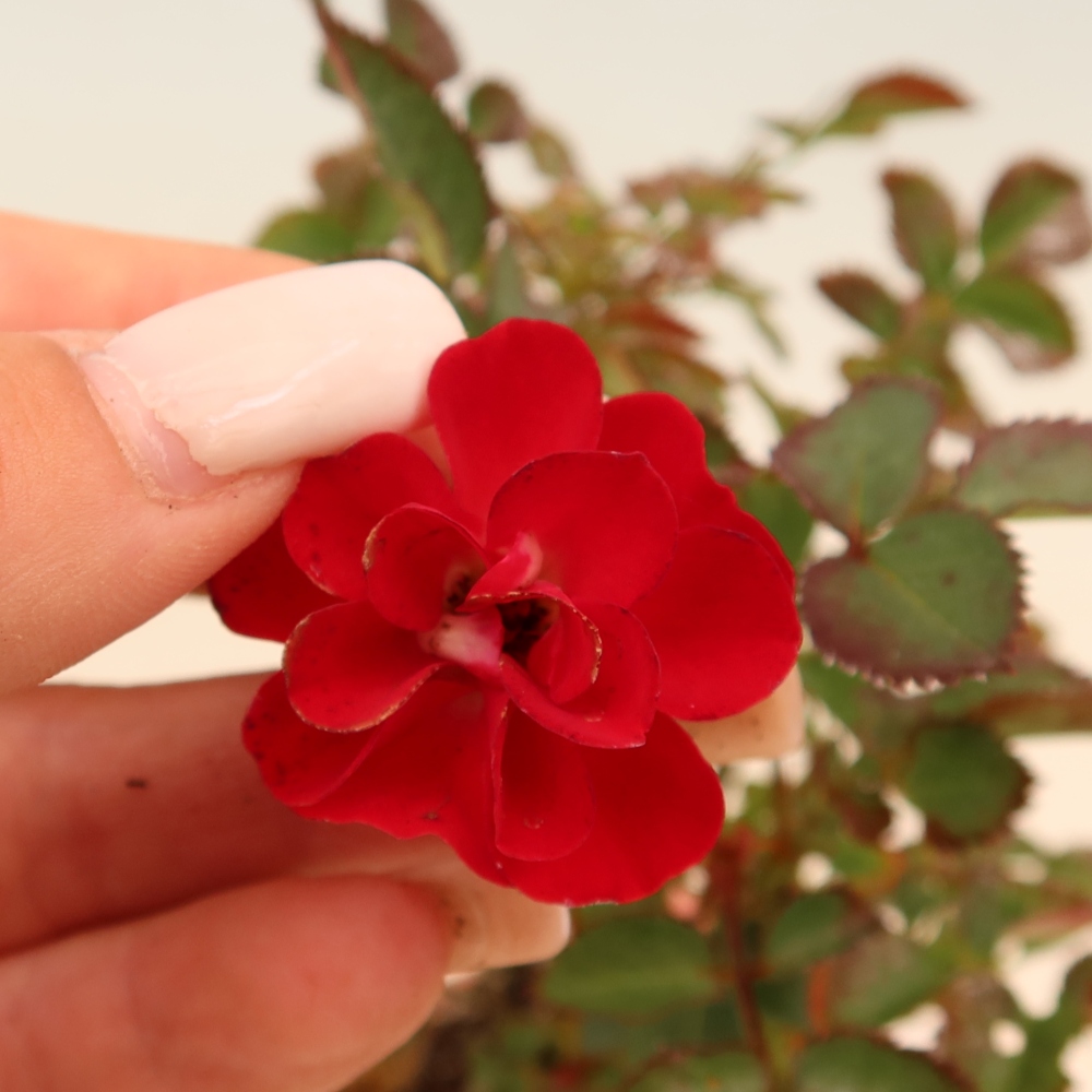 Outdoor Bonsai - Rosa Kordes - Rose