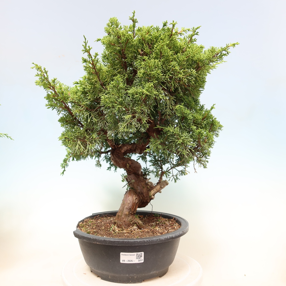 Outdoor Bonsai - Juniperus chinensis Itoigawa - Chinese Juniper