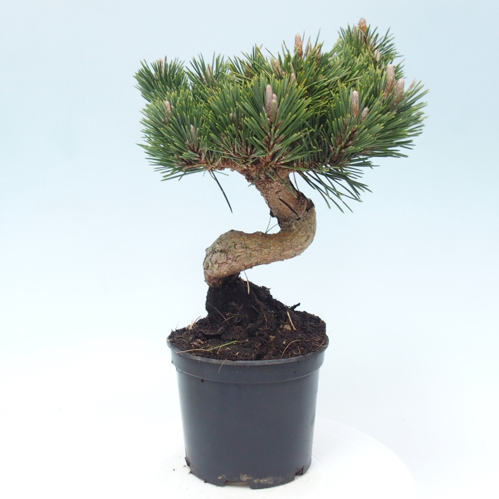 Outdoor bonsai - Pinus thunbergii senjyumaru - Thunberg pine