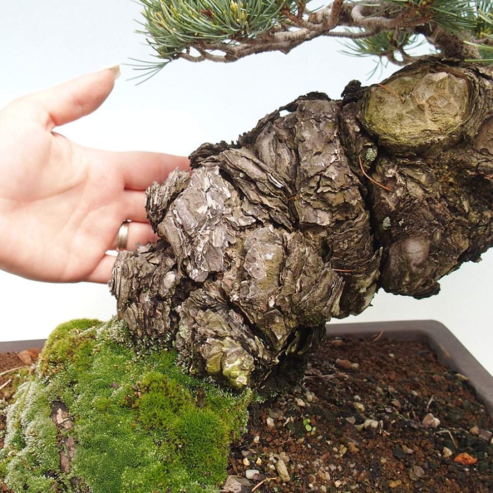 Outdoor bonsai - Pinus parviflora - Pinus parviflora