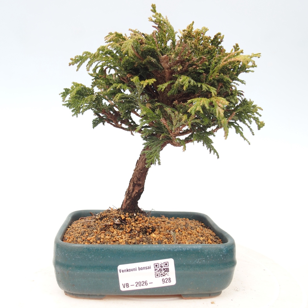 Outdoor bonsai - Cham.pis Parslori - Cypress