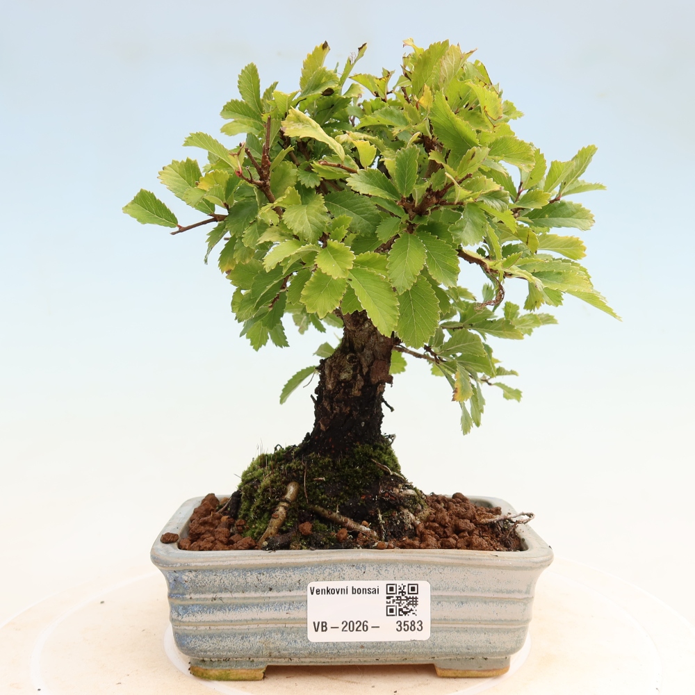 Outdoor bonsai - Zelkova - Zelkova NIRE