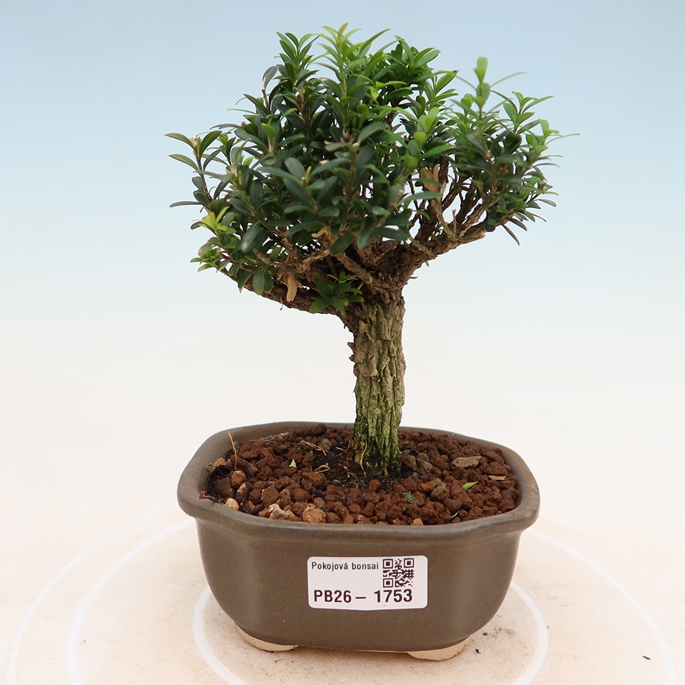 Room bonsai - Buxus harlandii - cork buxus