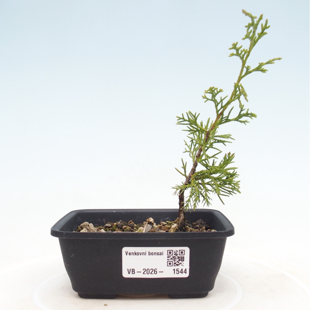 Outdoor bonsai - Juniperus chinensis Itoigawa