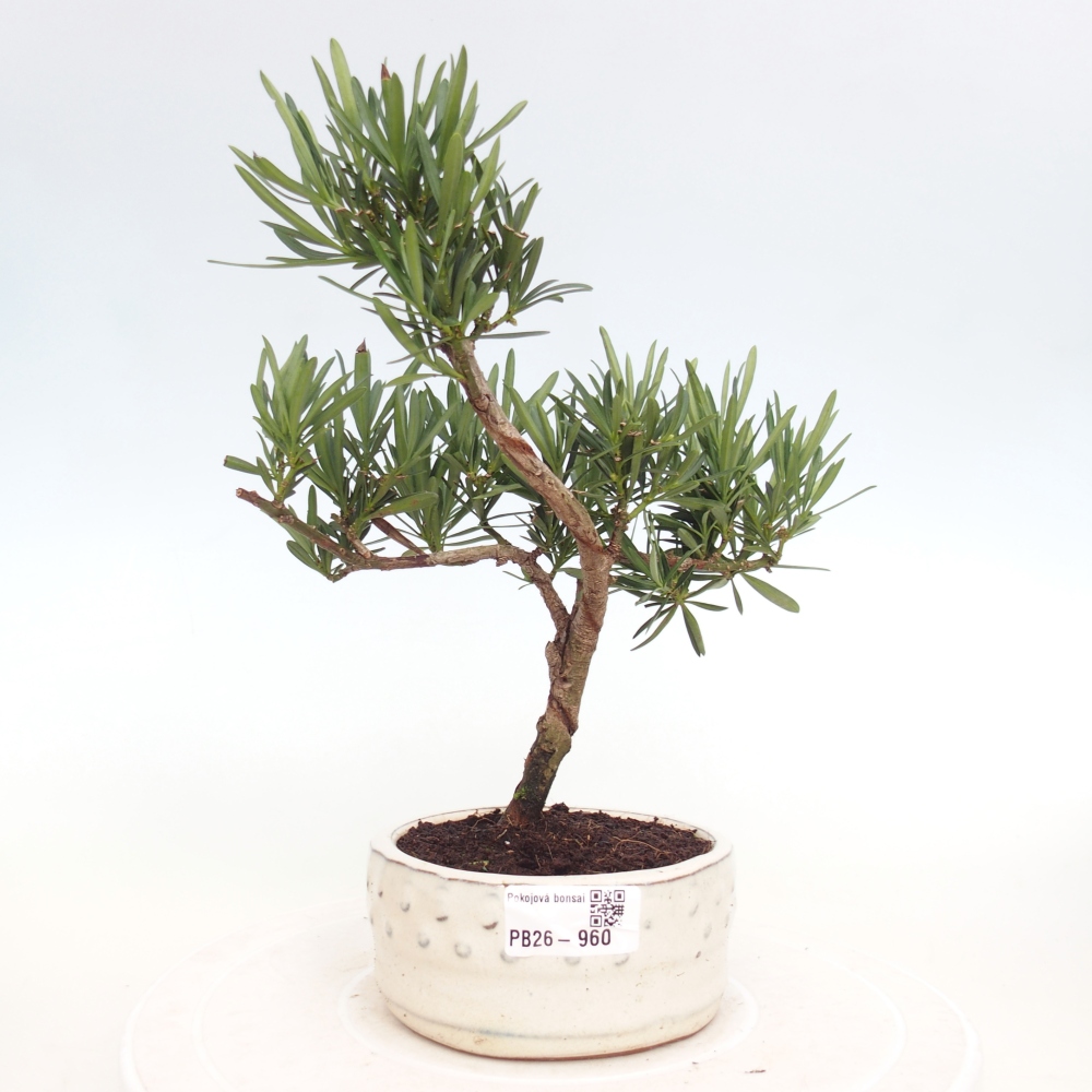 Room bonsai - Podocarpus - Stone Yew