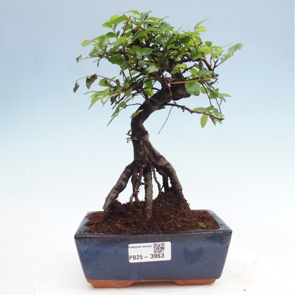 Room bonsai - Ulmus parvifolia - Small-leaved elm