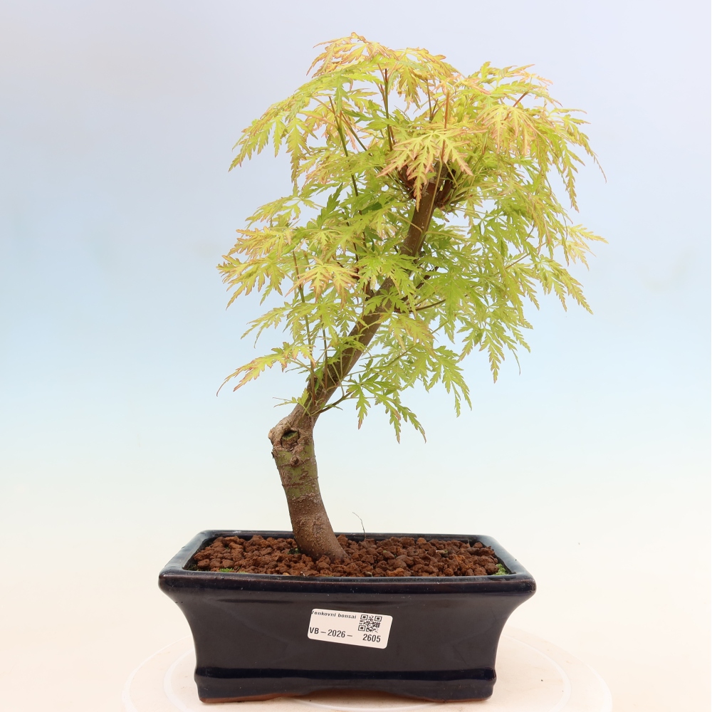 Outdoor Bonsai - Acer palmatum Dissectum - Japanese Maple 