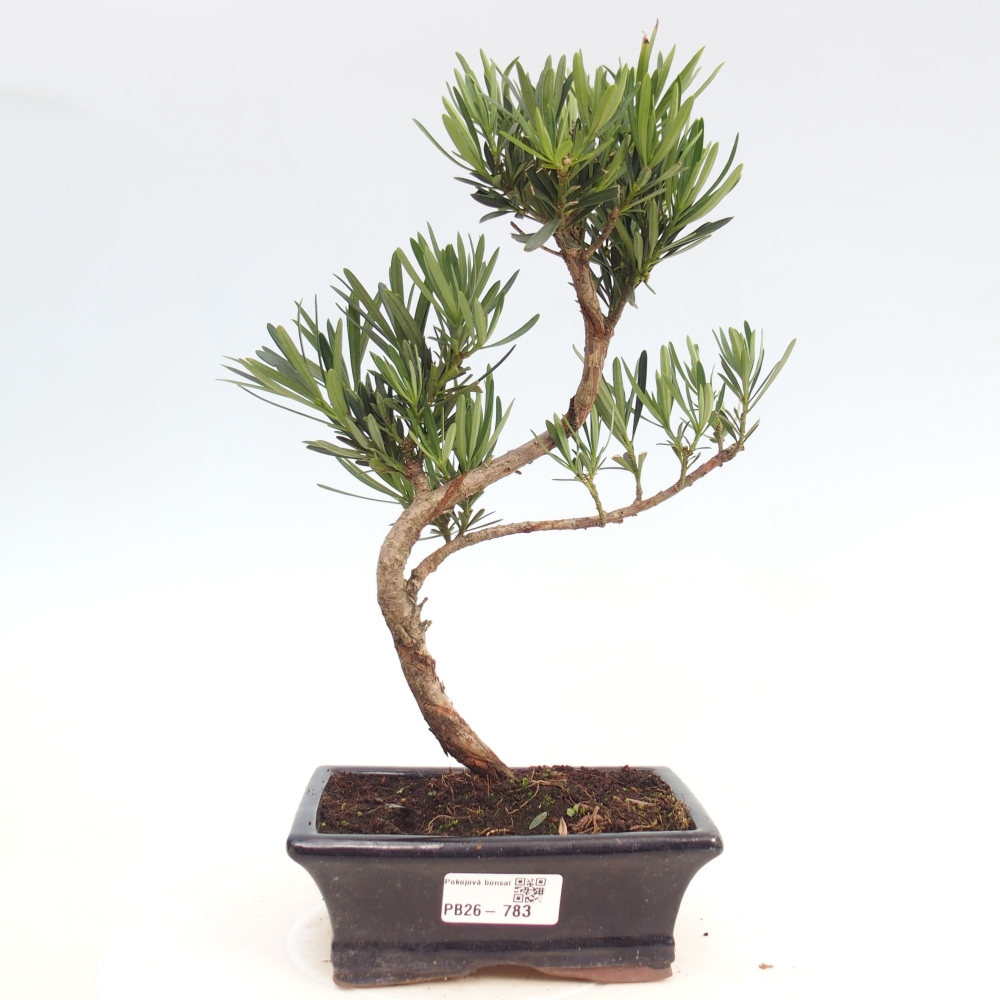 Room bonsai - Podocarpus - Stone Yew