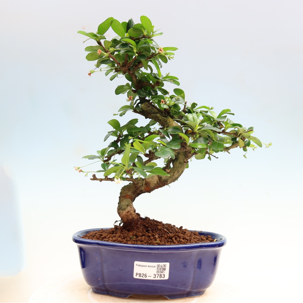 Room bonsai - Carmona macrophylla - Tea fuki