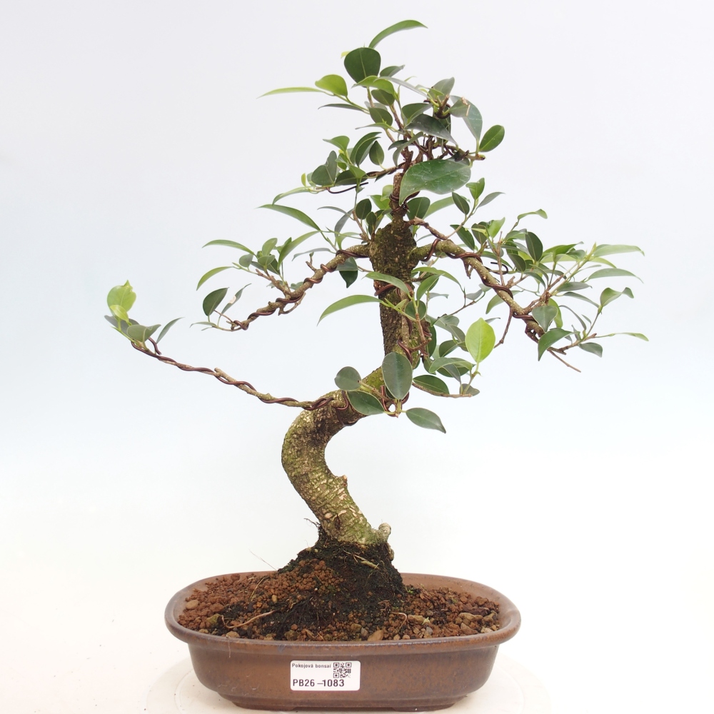 Room bonsai - Ficus retusa - small-leaved ficus
