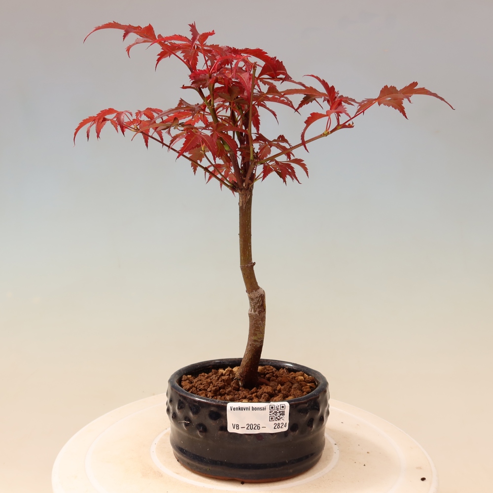 Outdoor bonsai - Acer palm. Atropurpureum-Javor palmate