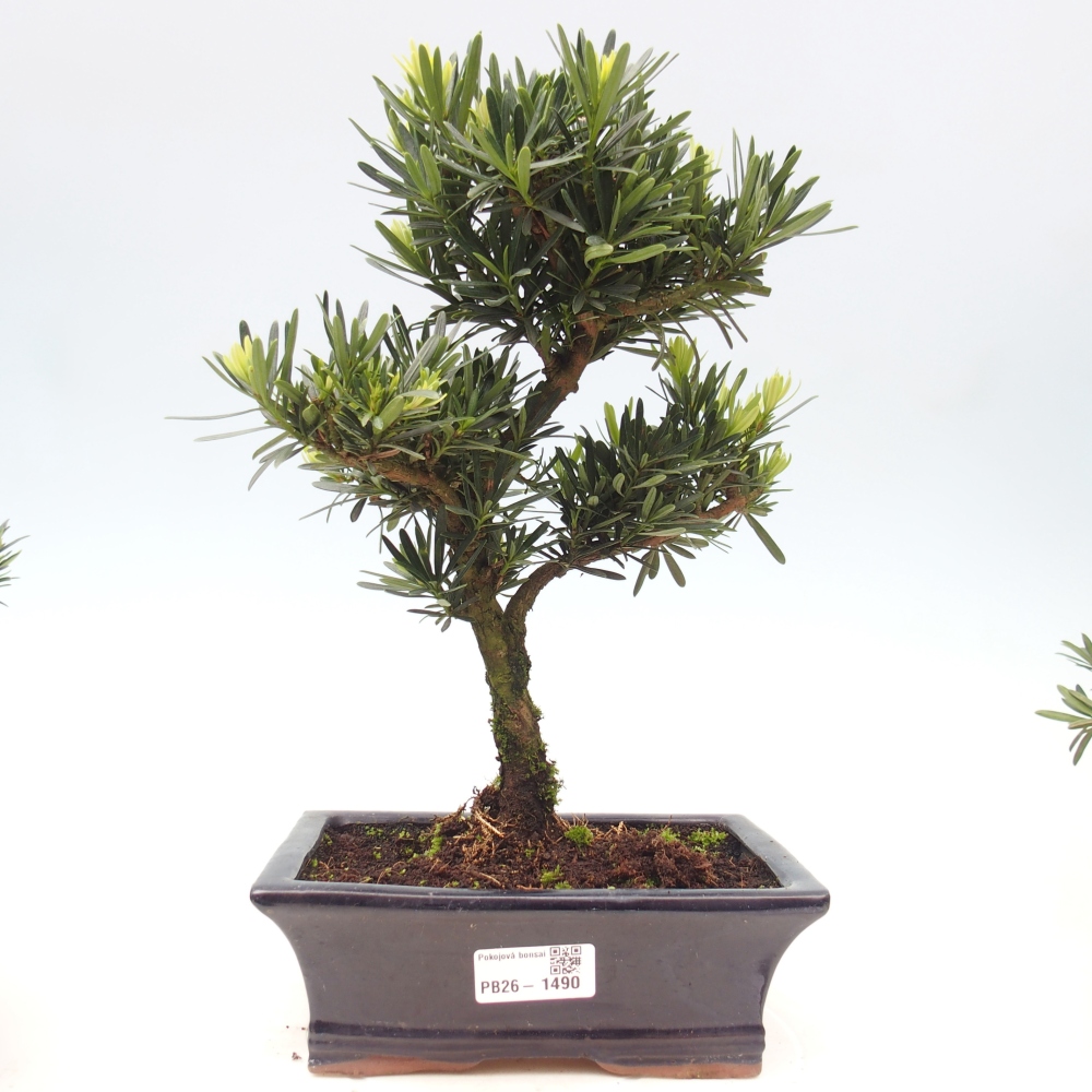 Room bonsai - Podocarpus - Stone Yew