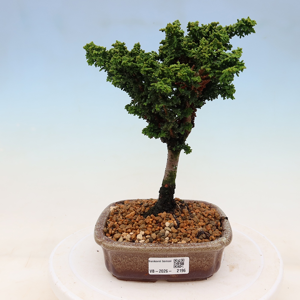 Outdoor bonsai - Cham. obtusa SEKKA HINOKI - Cypress