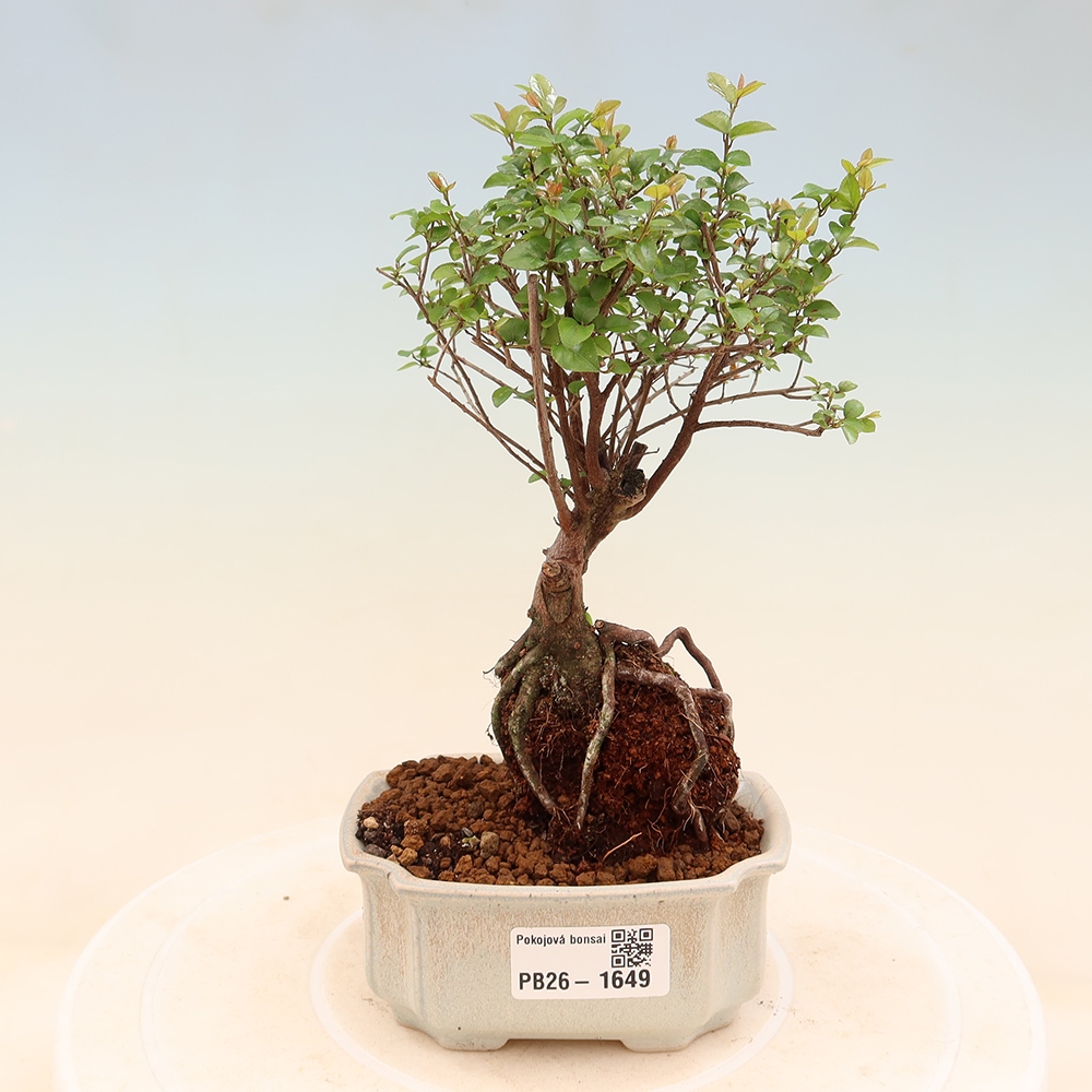 Room bonsai - Sageretia thea - Sageretia thea
