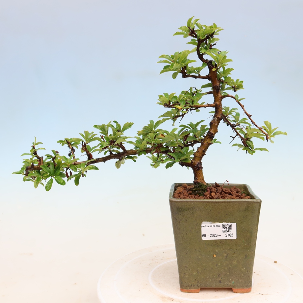 Outdoor Bonsai - Pyracantha teton - Scarlet Firethorn