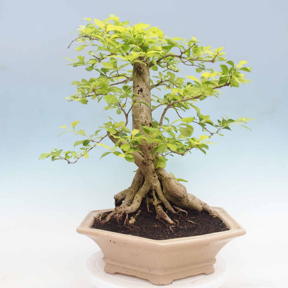 Room bonsai - Duranta erecta Aurea - PERSONAL COLLECTION ONLY or pallet transport
