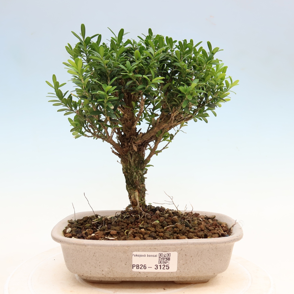 Room bonsai - Buxus harlandii - cork buxus