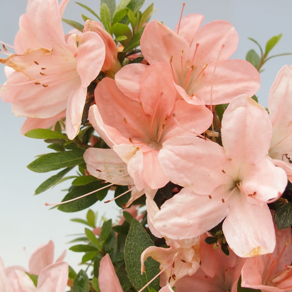 Outdoor bonsai - Japanese azalea - Azalea Nikko