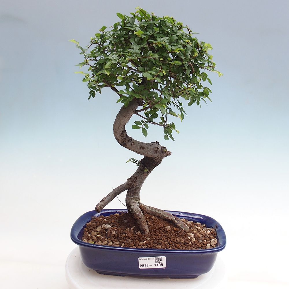Room bonsai - Ulmus parvifolia - Small-leaved elm