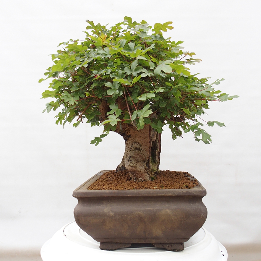 Outdoor bonsai - French Maple - Acer Nonspessulanum
