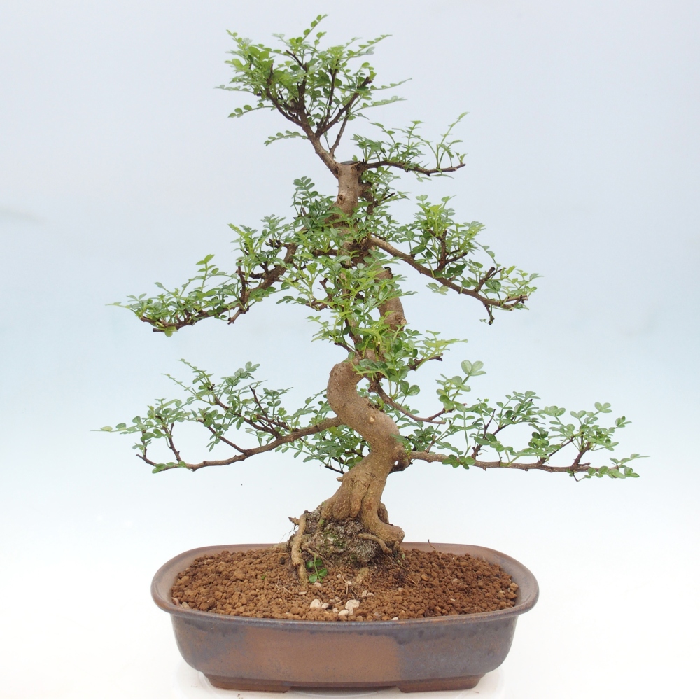 Room bonsai - Zantoxylum piperitum - pepper tree