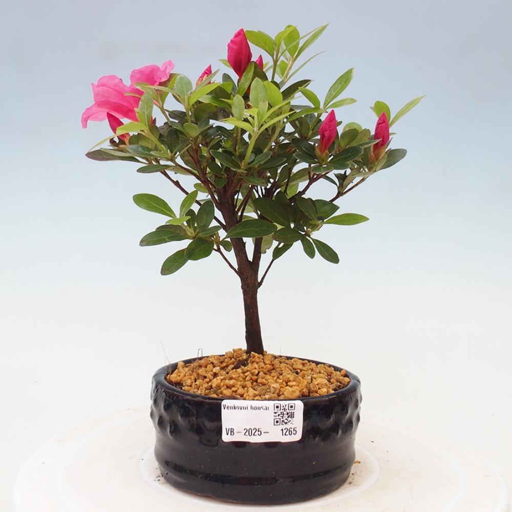Outdoor bonsai - Japanese azalea - Azalea sp.