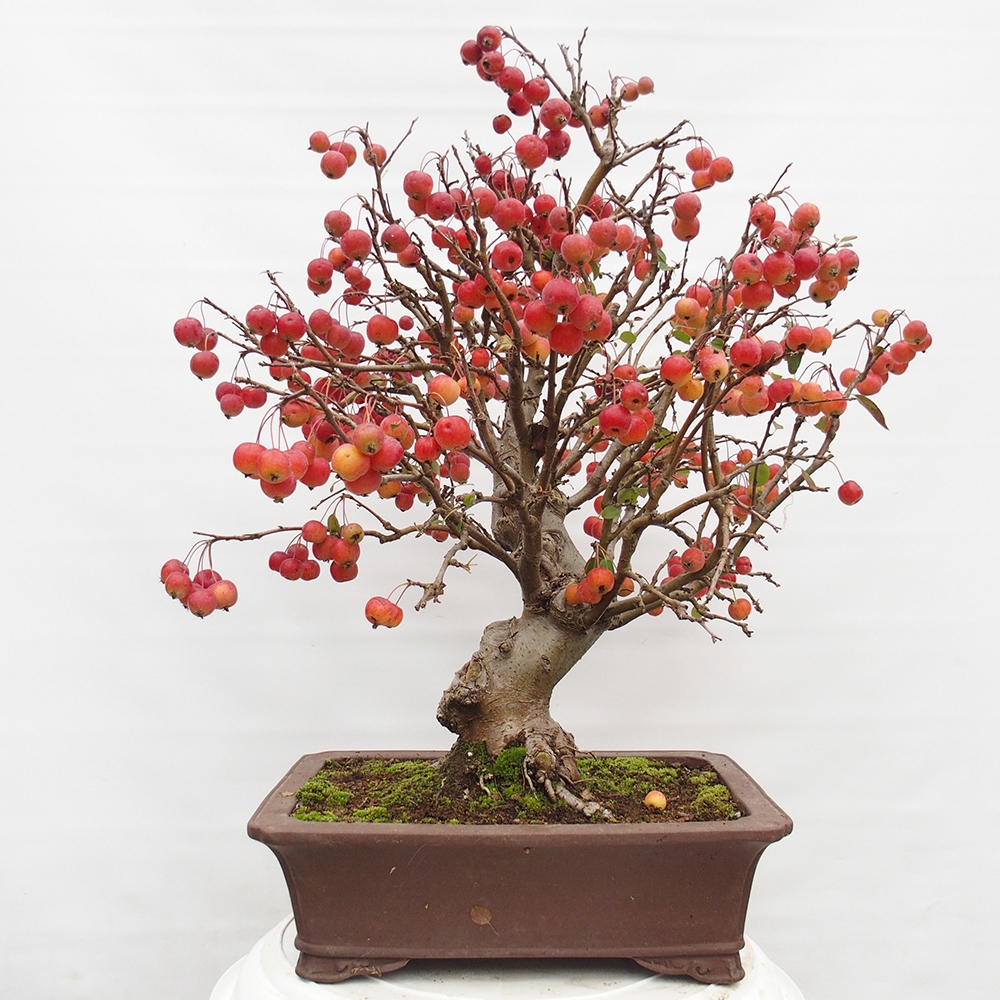 Outdoor bonsai - Malus halliana - Small-fruited apple tree