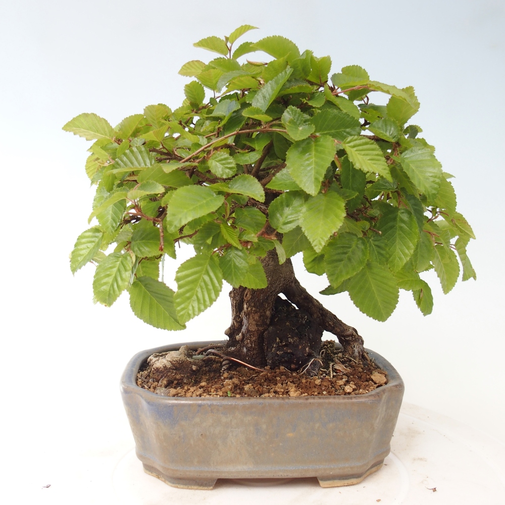Outdoor bonsai -Carpinus CARPINOIDES - Korean Hornbeam