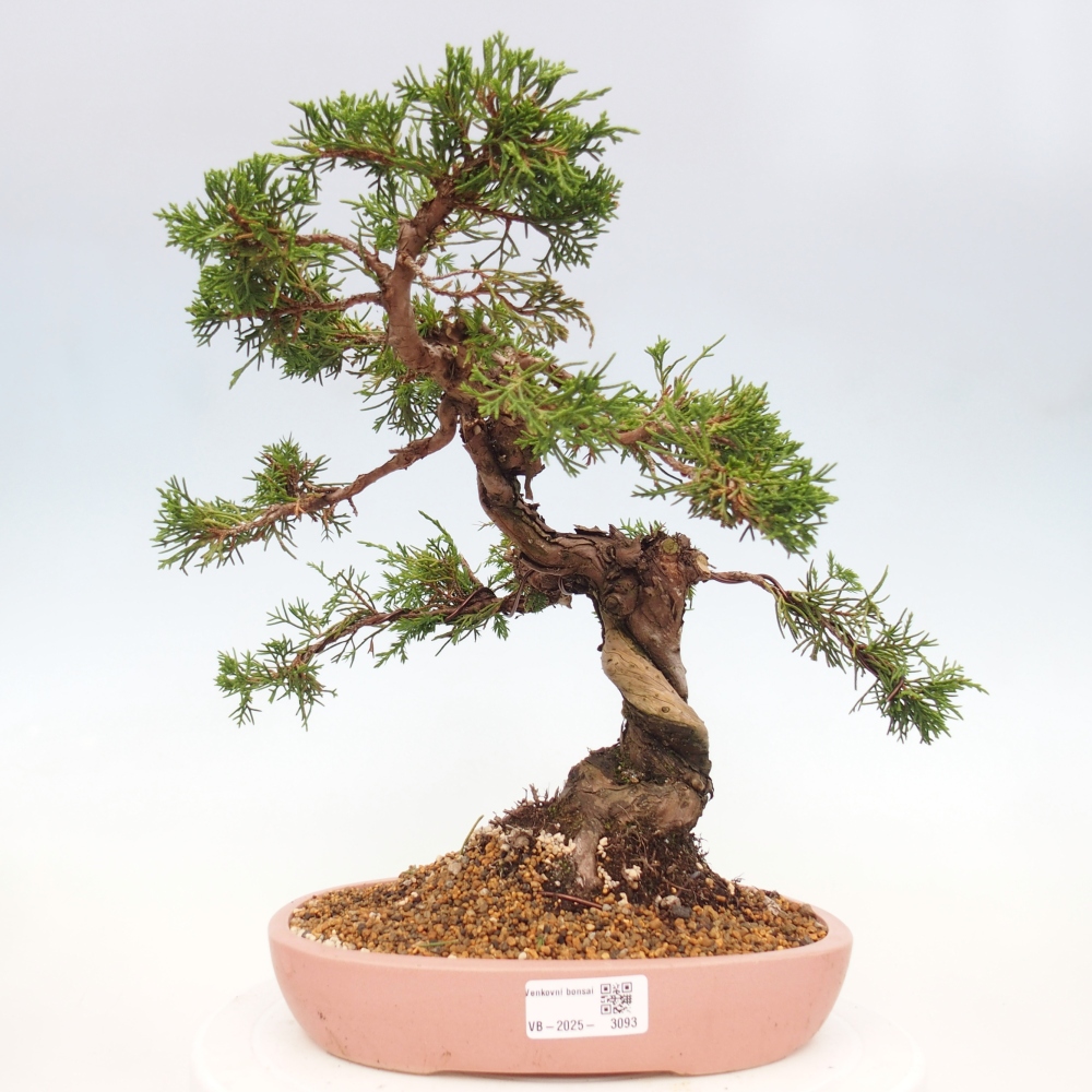 Outdoor bonsai - Juniperus chinensis Itoigawa - Chinese juniper
