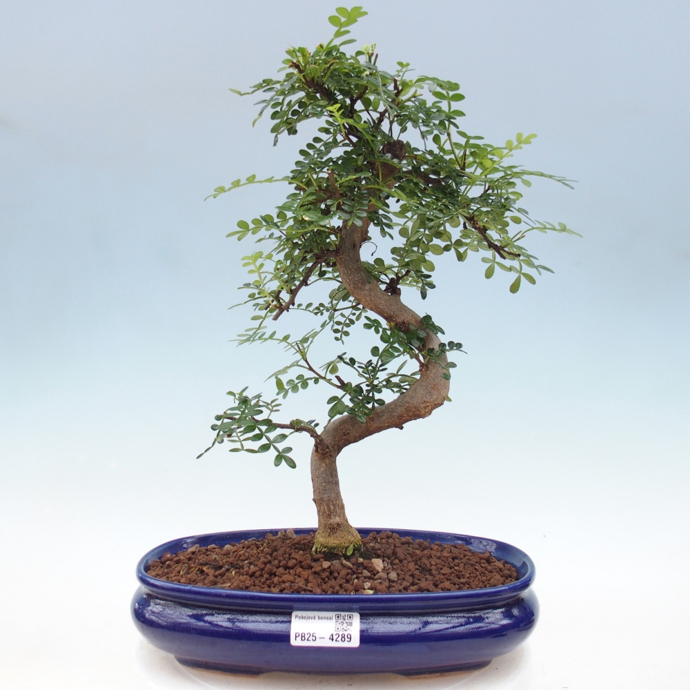 Room bonsai - Zantoxylum piperitum - pepper tree
