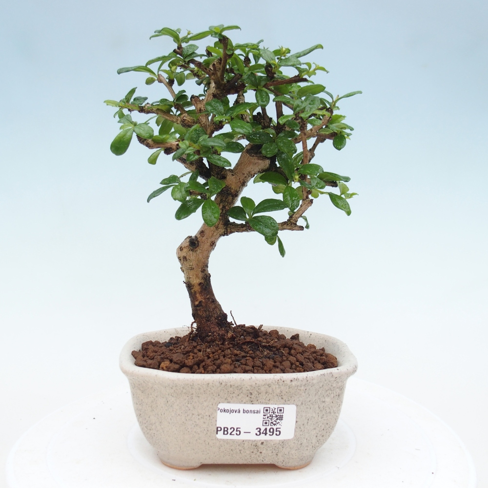 Room bonsai - Carmona macrophylla - Tea fuki