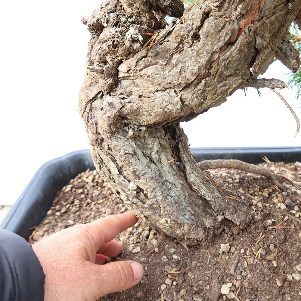 Pinus sylvestris Spain - Scots pine