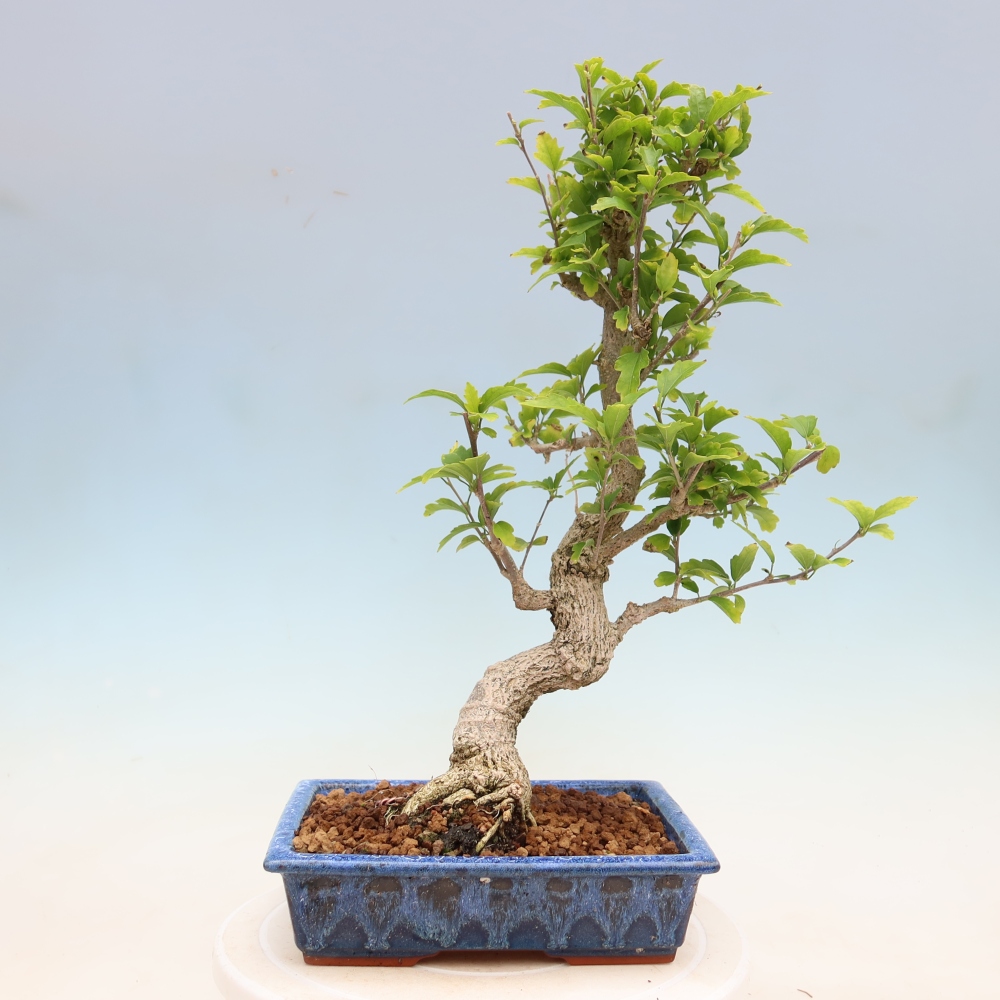 Outdoor Bonsai - Hibiscus syriacus - Syrian Hibiscus